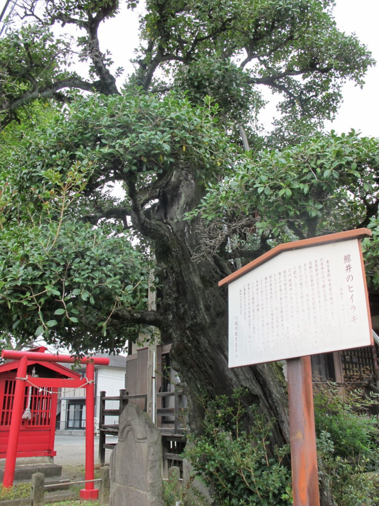 鯨井のヒイラギ